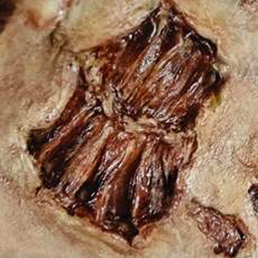 Zombie Bite 3D FX Transfer Tinsley Temporary Halloween Special FX Make Up